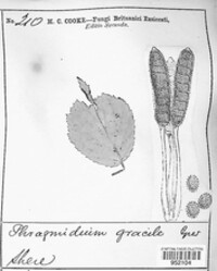 Phragmidium gracile image